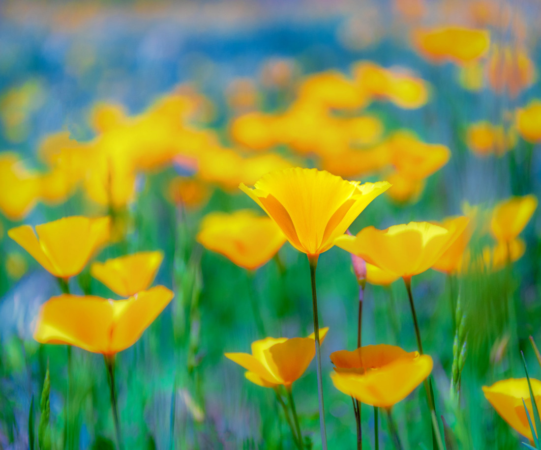 optimalfocusphotography Photo-Image