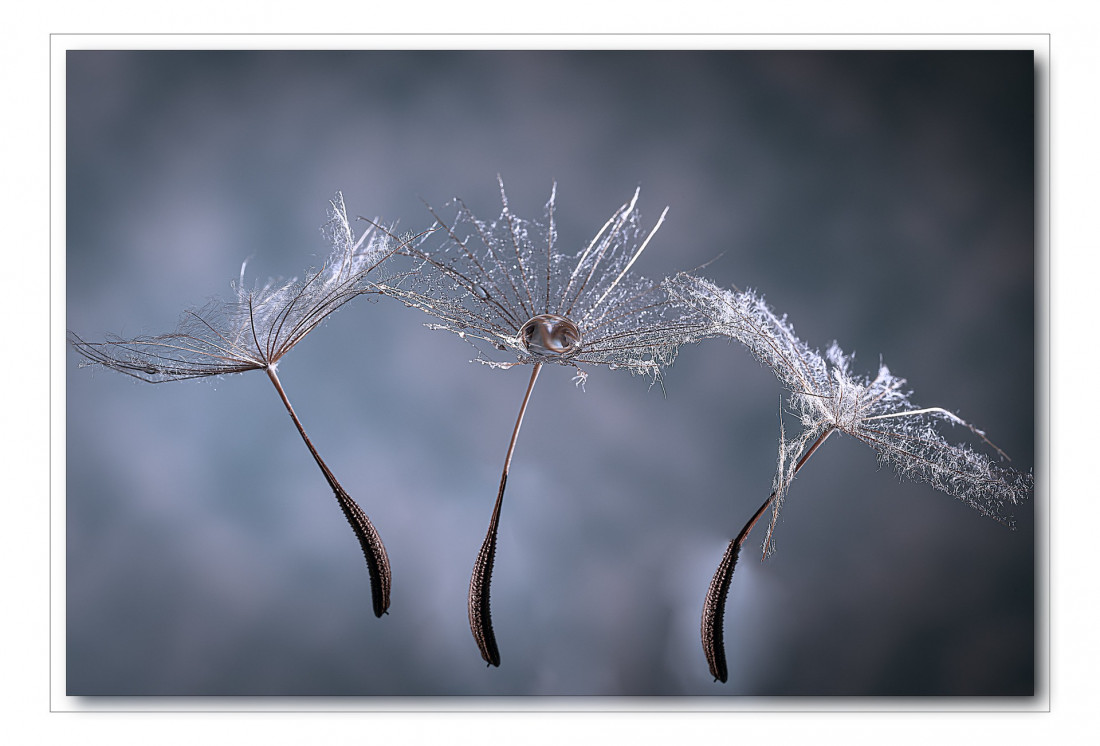 Flickr Image 1 Photo-Image