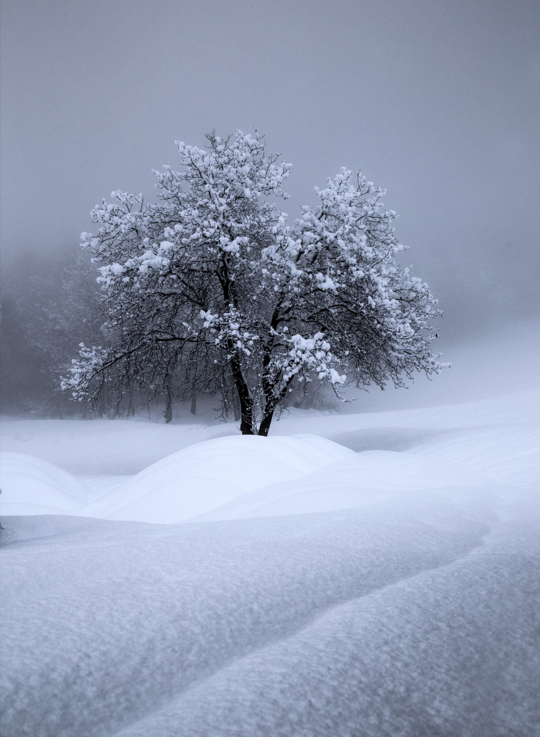 Alex Polli Photo-Image