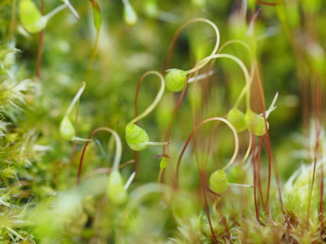 Niko Lohmann Photo-Image