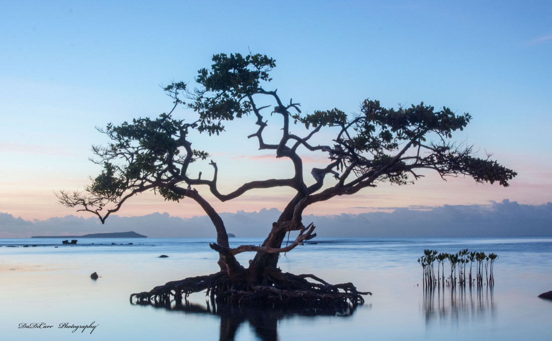 Flicker Image 3 Photo-Image