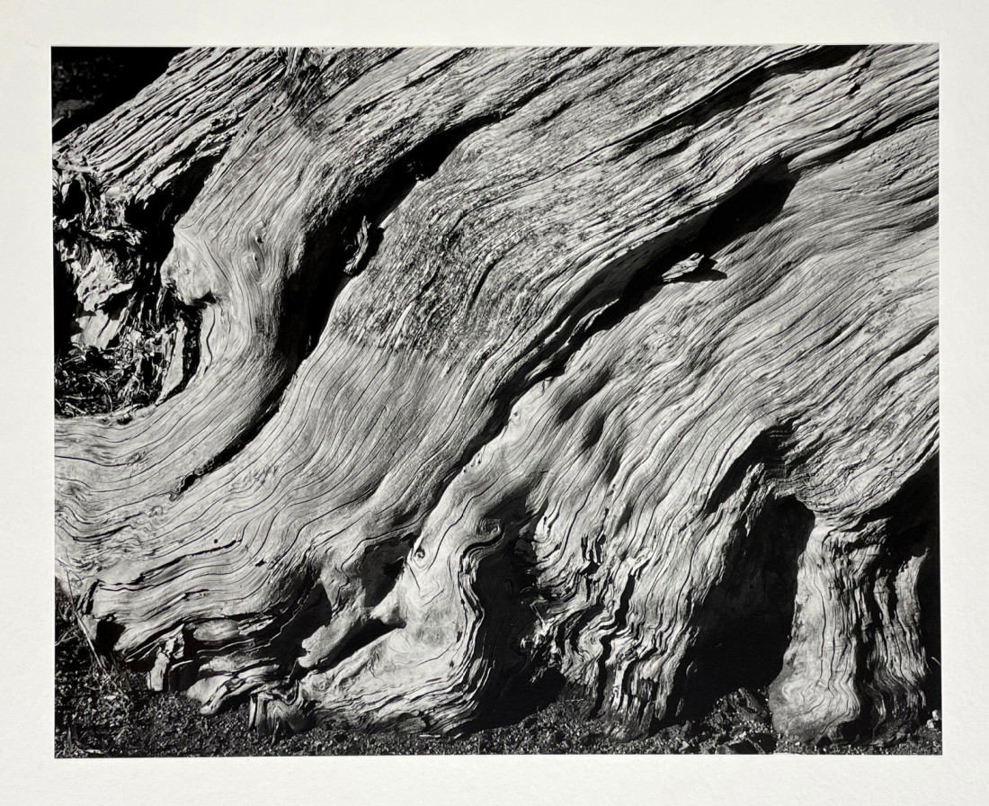 [Edward Weston] 주변 일상의 평범한 사물들을 예술로 승화 시킨,20세기 가장 위대한 사진가.에드워드 웨스턴 (1886–1958) Photo-Image