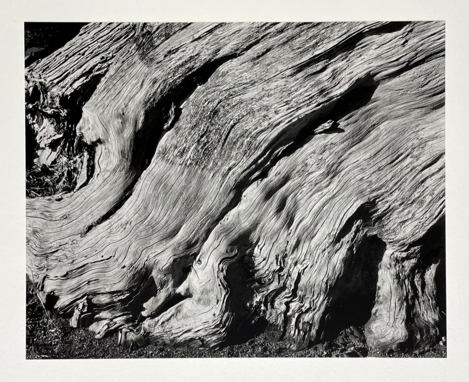 [Edward Weston] 주변 일상의 평범한 사물들을 예술로 승화 시킨,20세기 가장 위대한 사진가.에드워드 웨스턴 (1886–1958) Photo-Image