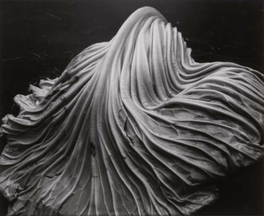 [Edward Weston] 주변 일상의 평범한 사물들을 예술로 승화 시킨,20세기 가장 위대한 사진가.에드워드 웨스턴 (1886–1958) Photo-Image