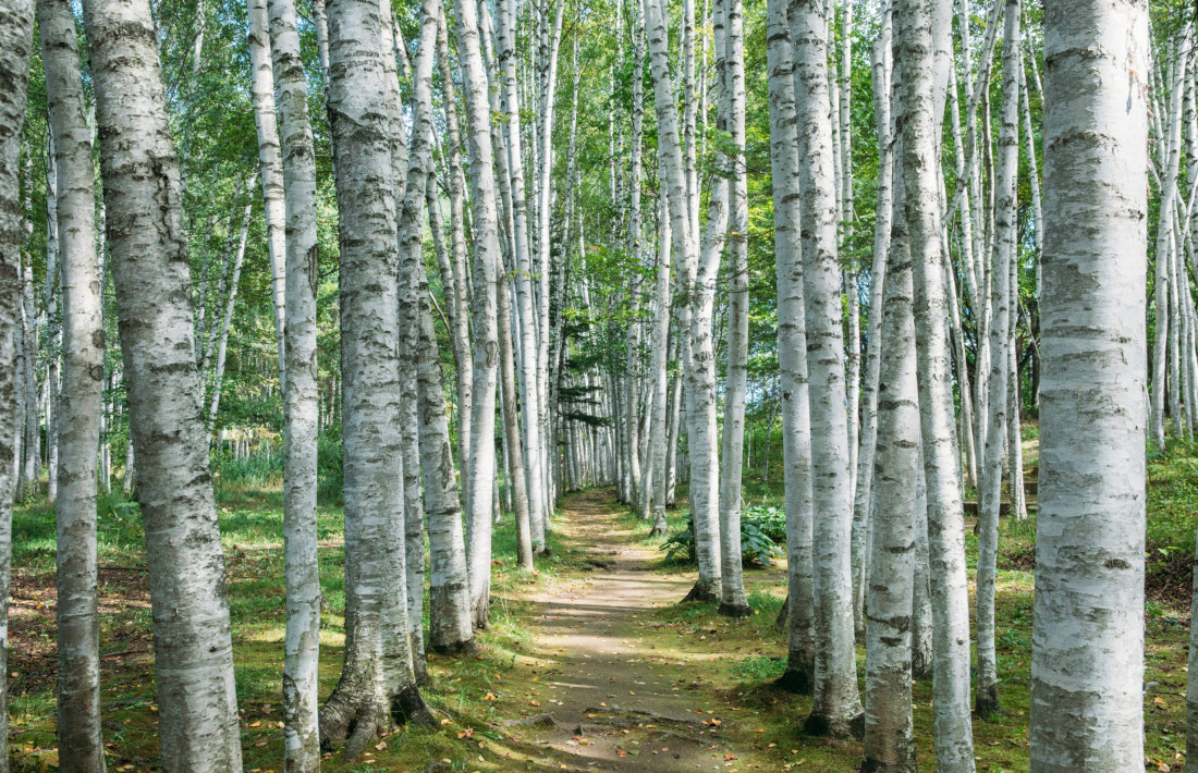 [Shinzo Maeda,마에다 신조] 홋카이도 비에이 풍경 작가 Photo-Image