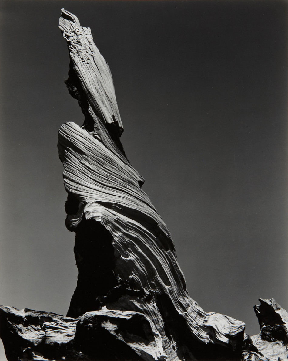 [Edward Weston] 주변 일상의 평범한 사물들을 예술로 승화 시킨,20세기 가장 위대한 사진가.에드워드 웨스턴 (1886–1958) Photo-Image