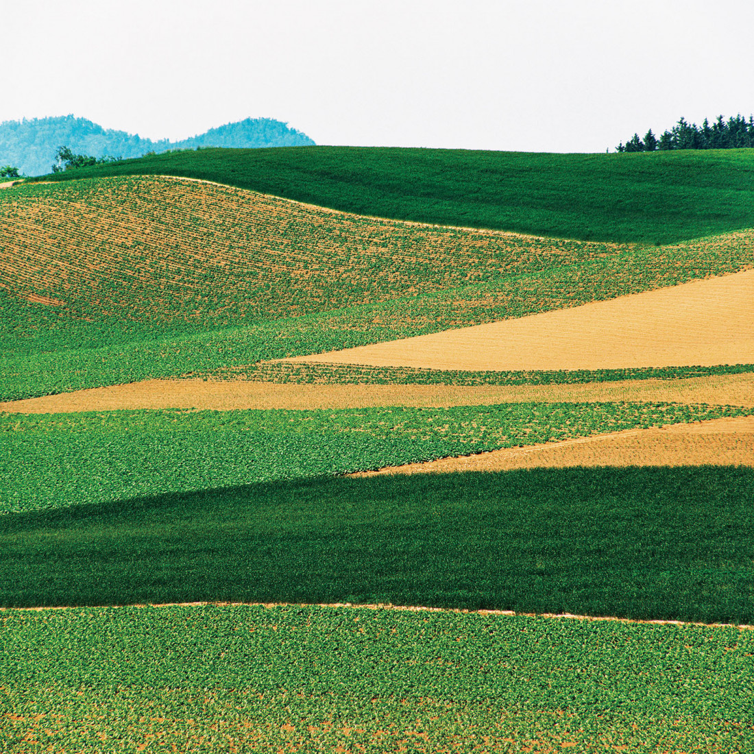 [Shinzo Maeda,마에다 신조] 홋카이도 비에이 풍경 작가 Photo-Image