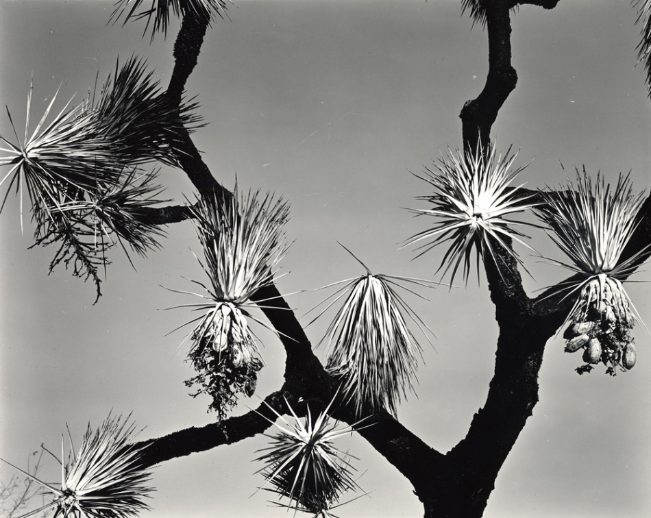 [Brett Weston,브렛 웨스턴] 풍경 추상 Photo-Image