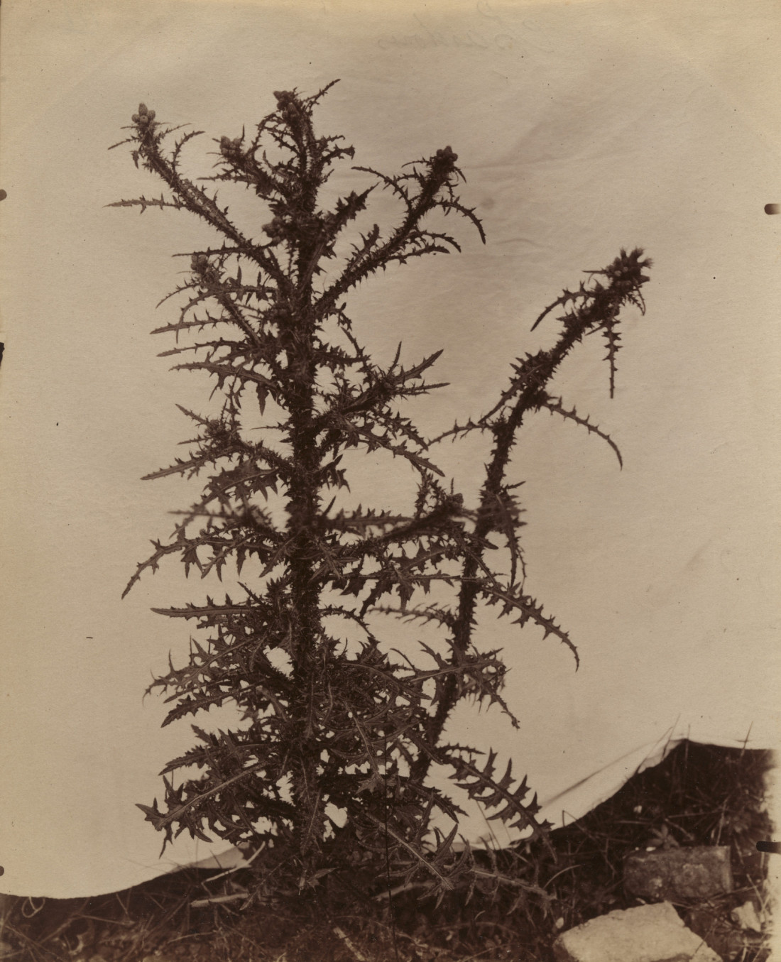 [Eugène Atget,유진 아제] 파리,근대 사진가 Photo-Image