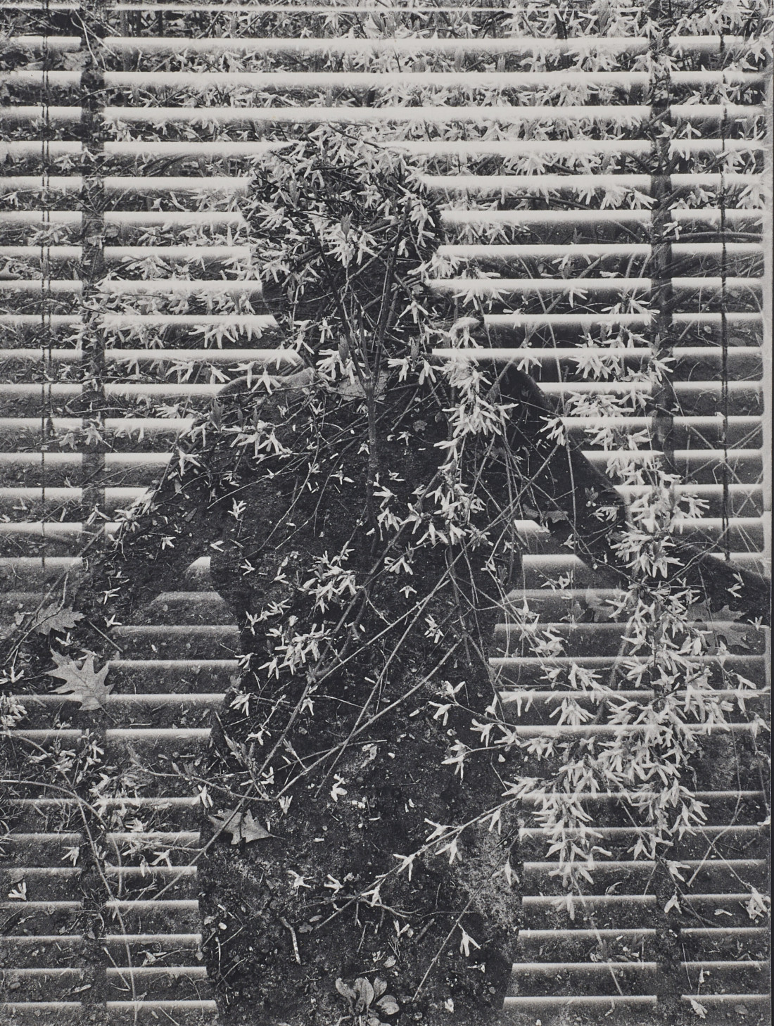 [Harry Callahan] 사진가들의 영원한 스승.해리 캘러한.Harry Callahan (1912–1999) Photo-Image