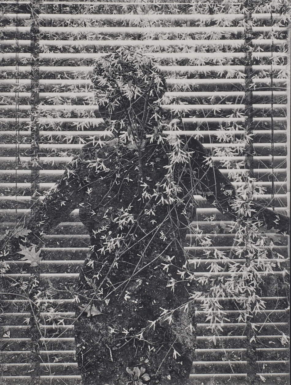 [Harry Callahan] 사진가들의 영원한 스승.해리 캘러한.Harry Callahan (1912–1999) Photo-Image