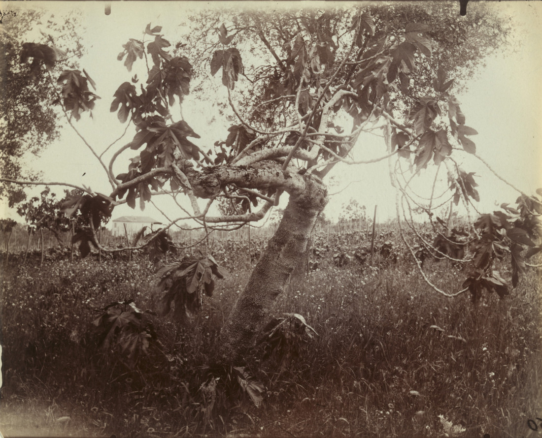 [Eugène Atget,유진 아제] 파리,근대 사진가 Photo-Image