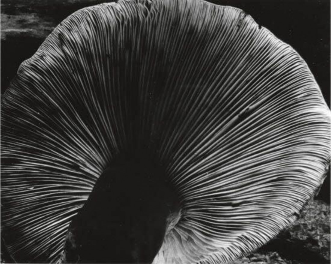 [Edward Weston] 주변 일상의 평범한 사물들을 예술로 승화 시킨,20세기 가장 위대한 사진가.에드워드 웨스턴 (1886–1958) Photo-Image