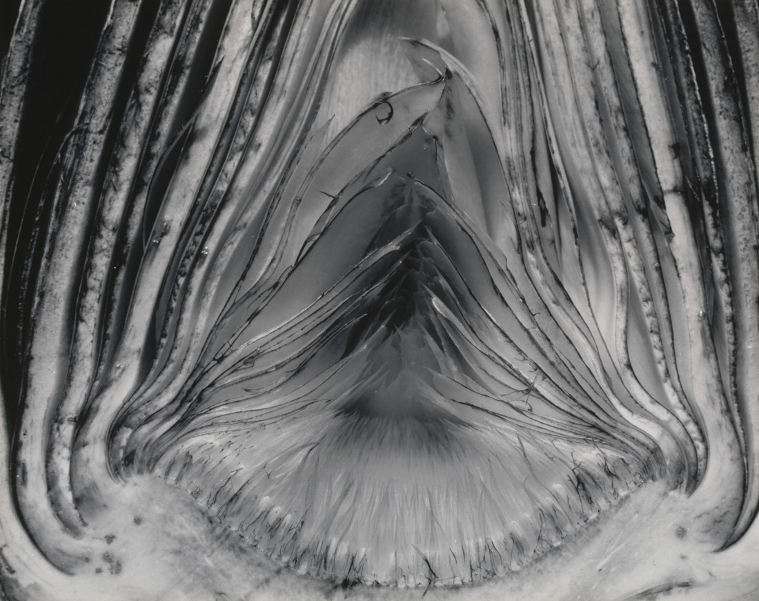 [Edward Weston] 주변 일상의 평범한 사물들을 예술로 승화 시킨,20세기 가장 위대한 사진가.에드워드 웨스턴 (1886–1958) Photo-Image