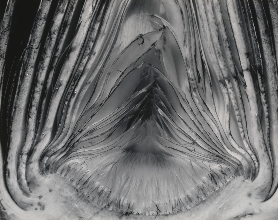 [Edward Weston] 주변 일상의 평범한 사물들을 예술로 승화 시킨,20세기 가장 위대한 사진가.에드워드 웨스턴 (1886–1958) Photo-Image