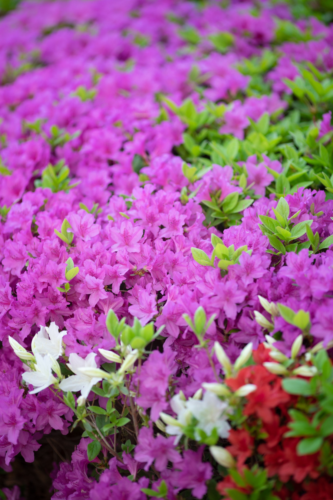 대구 시내,봄 꽃 Photo-Image