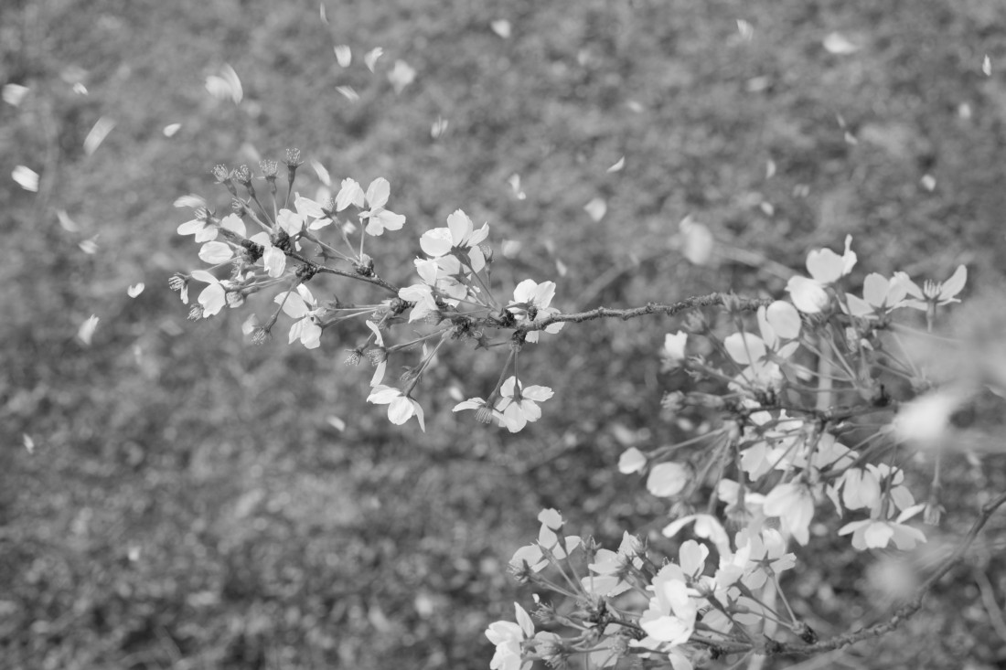 벚꽃 대구 Photo-Image