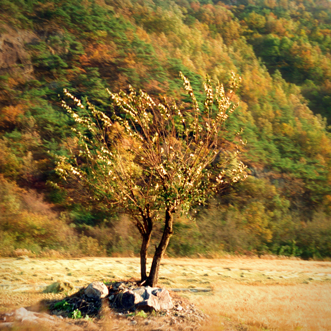 압곡사,주산지 Photo-Image