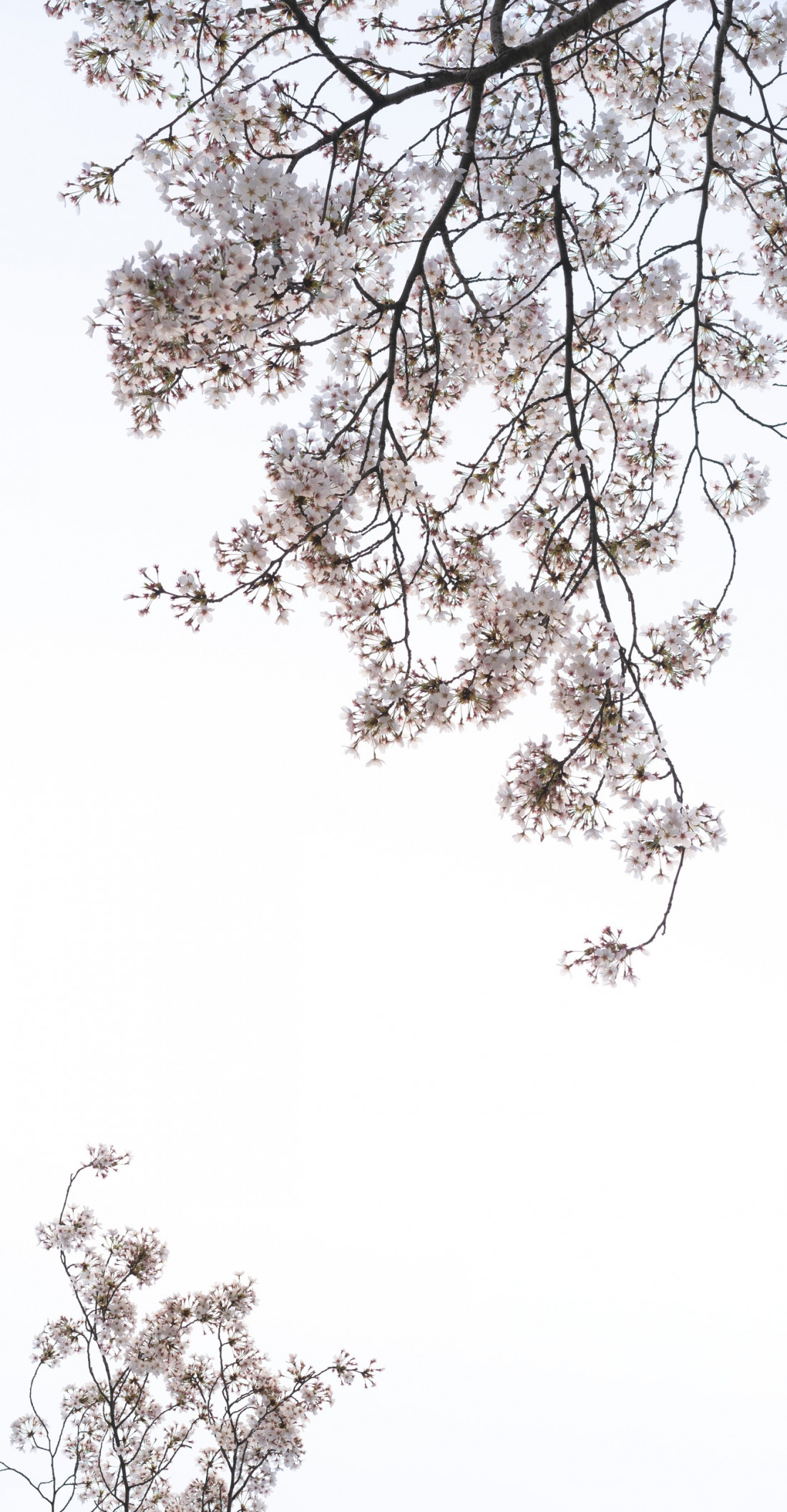 벚꽃 대구 Photo-Image