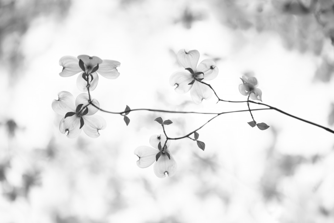 꽃산딸나무-대구 국채보상공원 Photo-Image