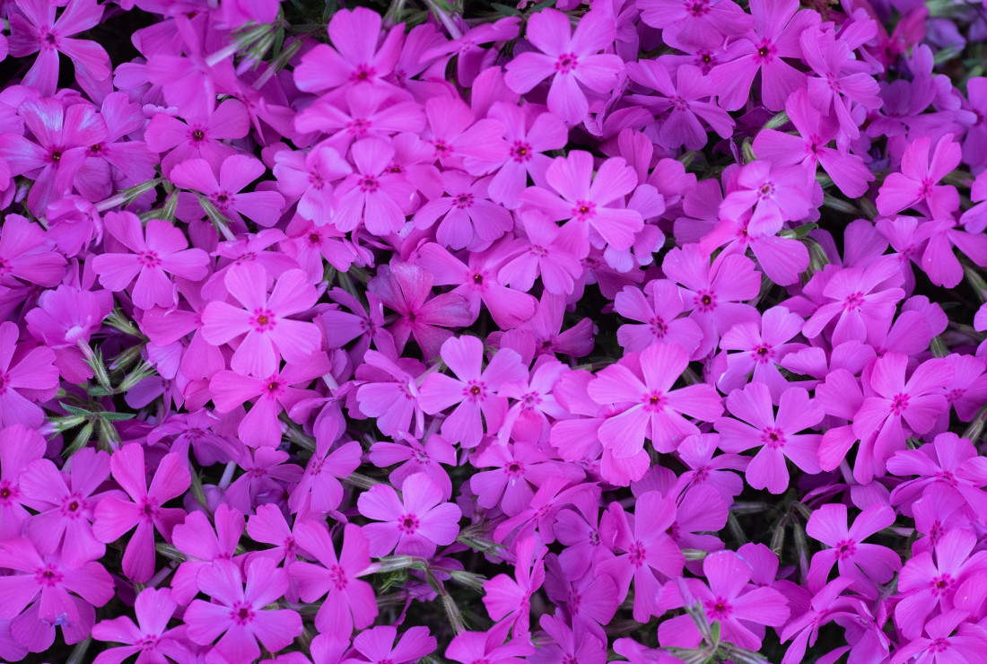 대구 시내,봄 꽃 Photo-Image