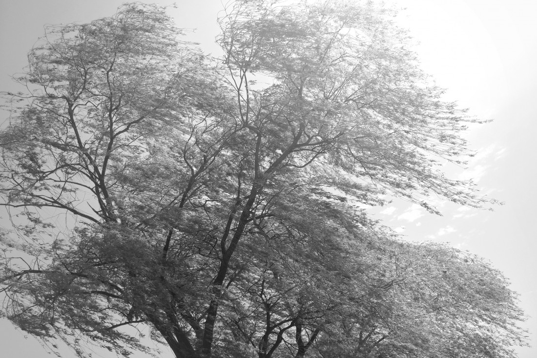 바람과 나무-부여 Photo-Image