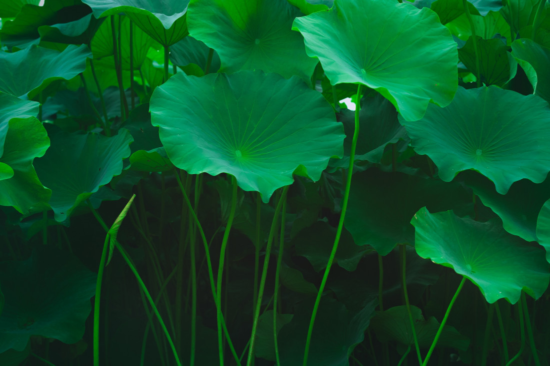 충남 부여,궁남지 연꽃 밤풍경,잎 줄기 Photo-Image