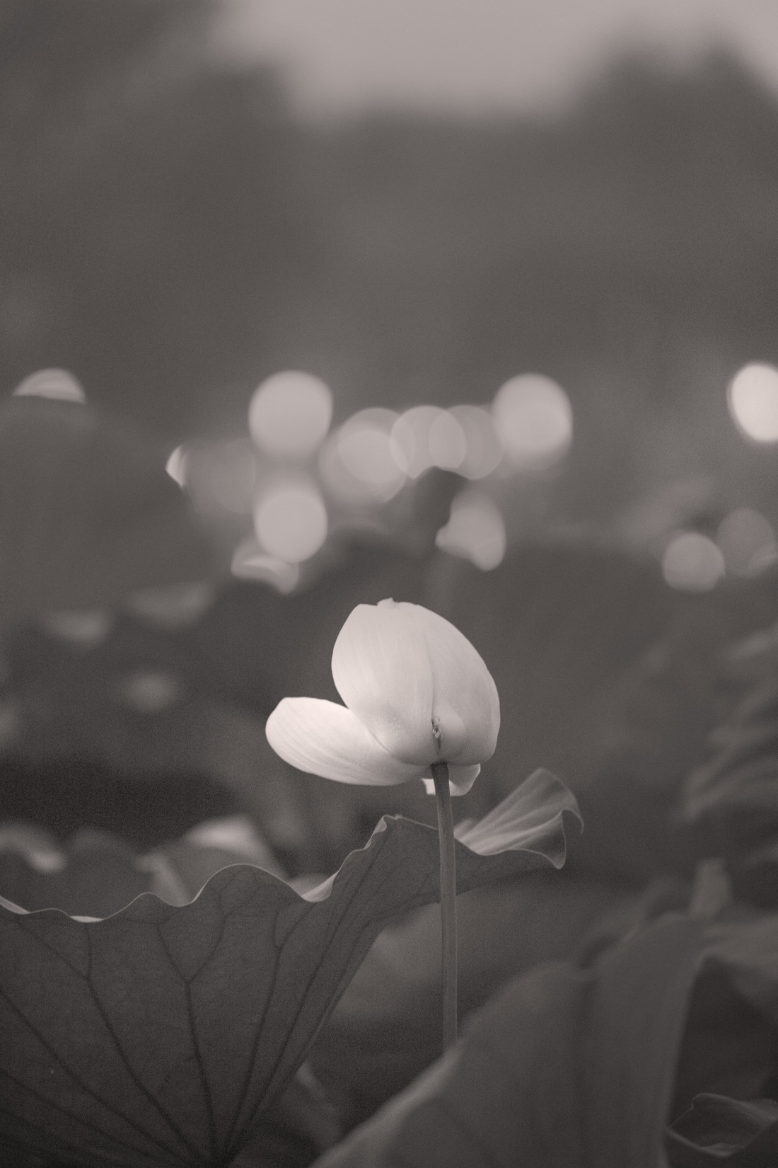 충남 부여,궁남지 연꽃 밤풍경,잎 줄기 Photo-Image