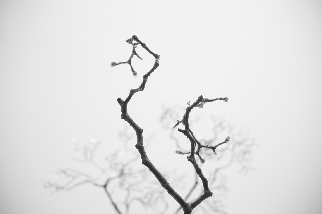 대구 달성공원,나뭇가지 Photo-Image