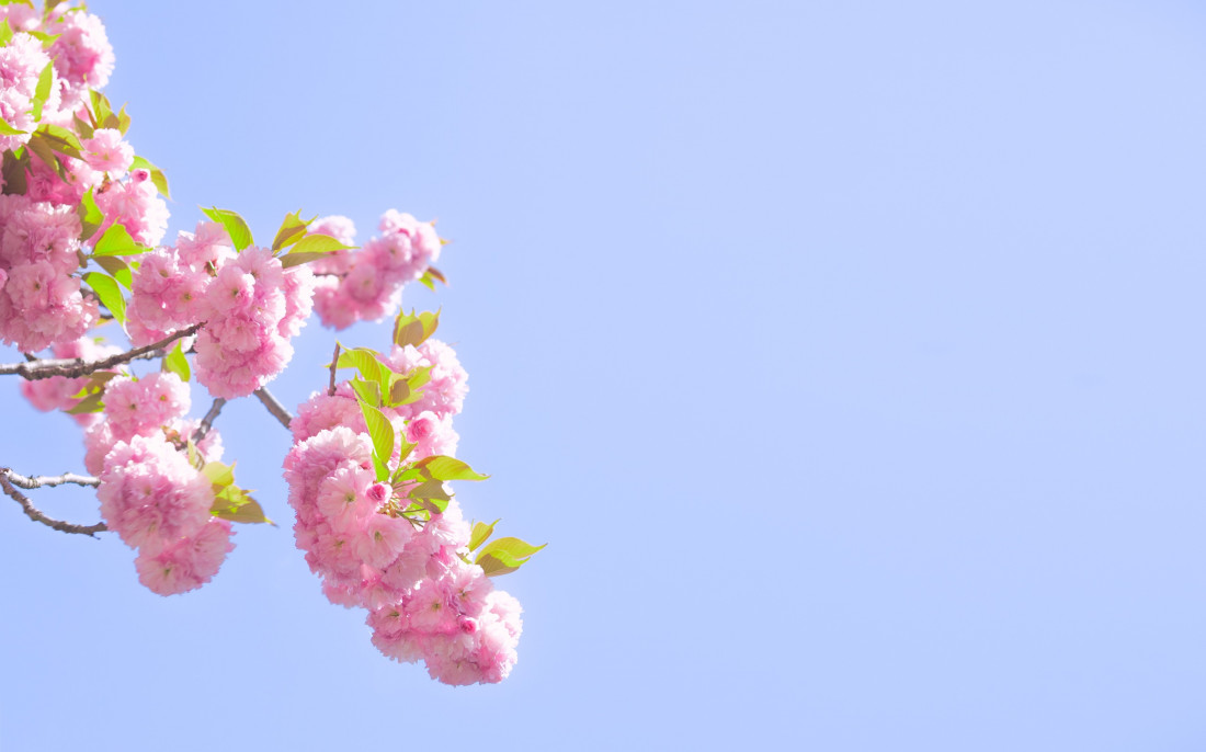 ​서산 겹벚꽃 Photo-Image