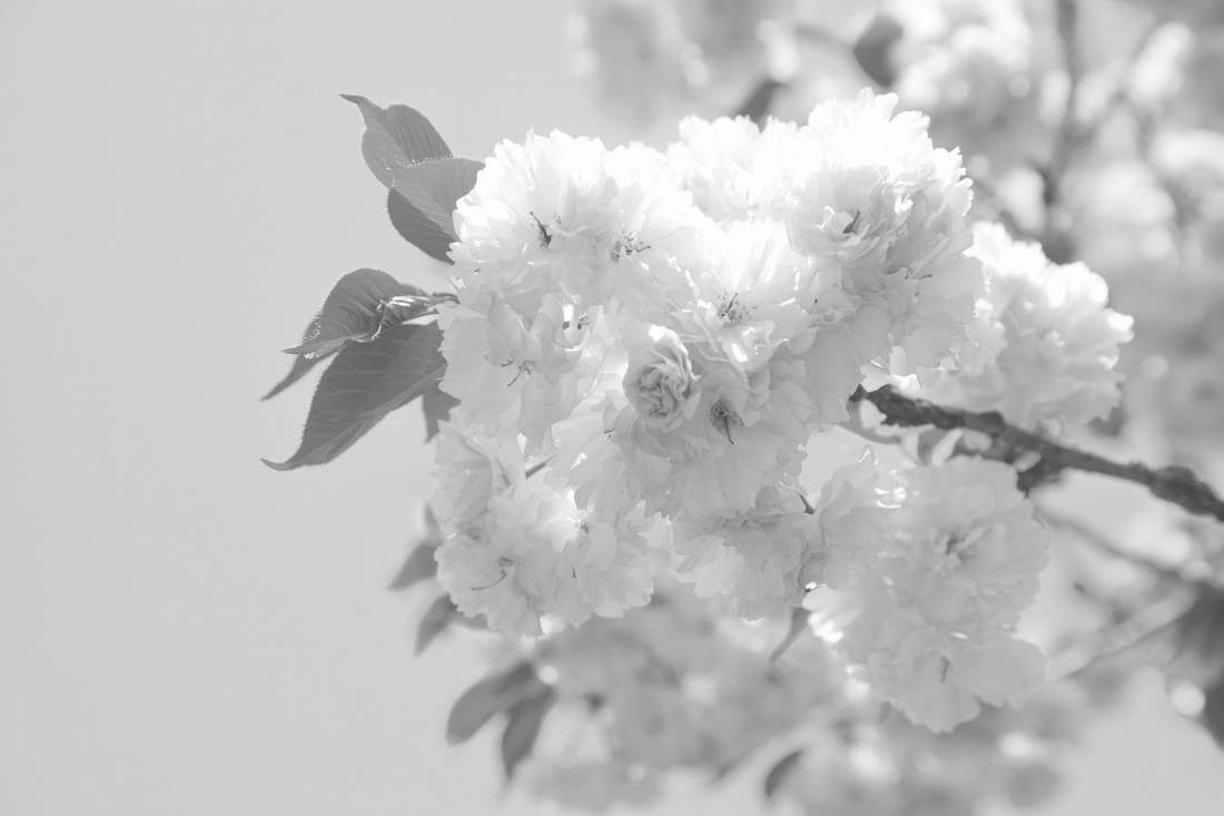 ​서산 겹벚꽃 Photo-Image