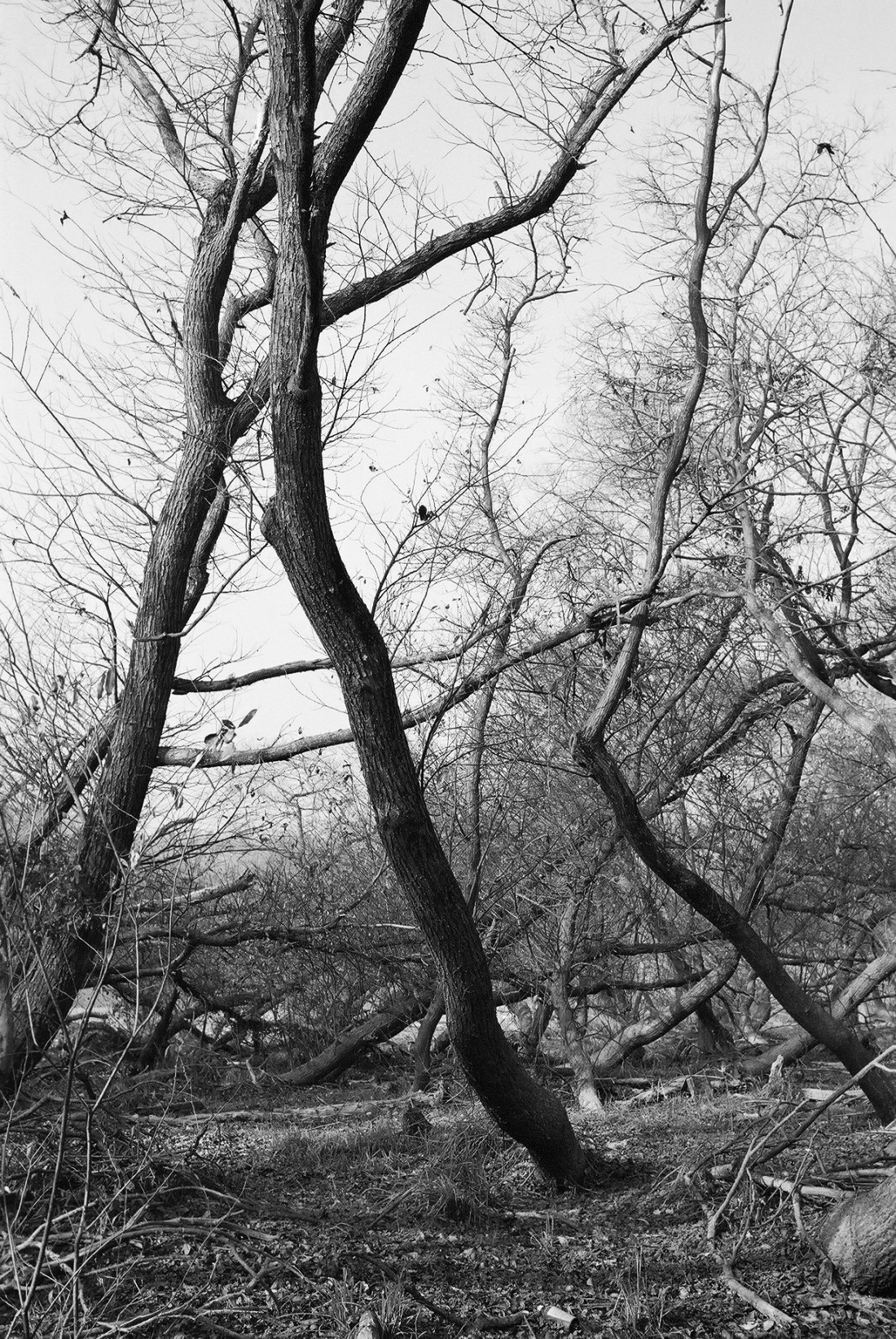 안개숲 (우포) Photo-Image