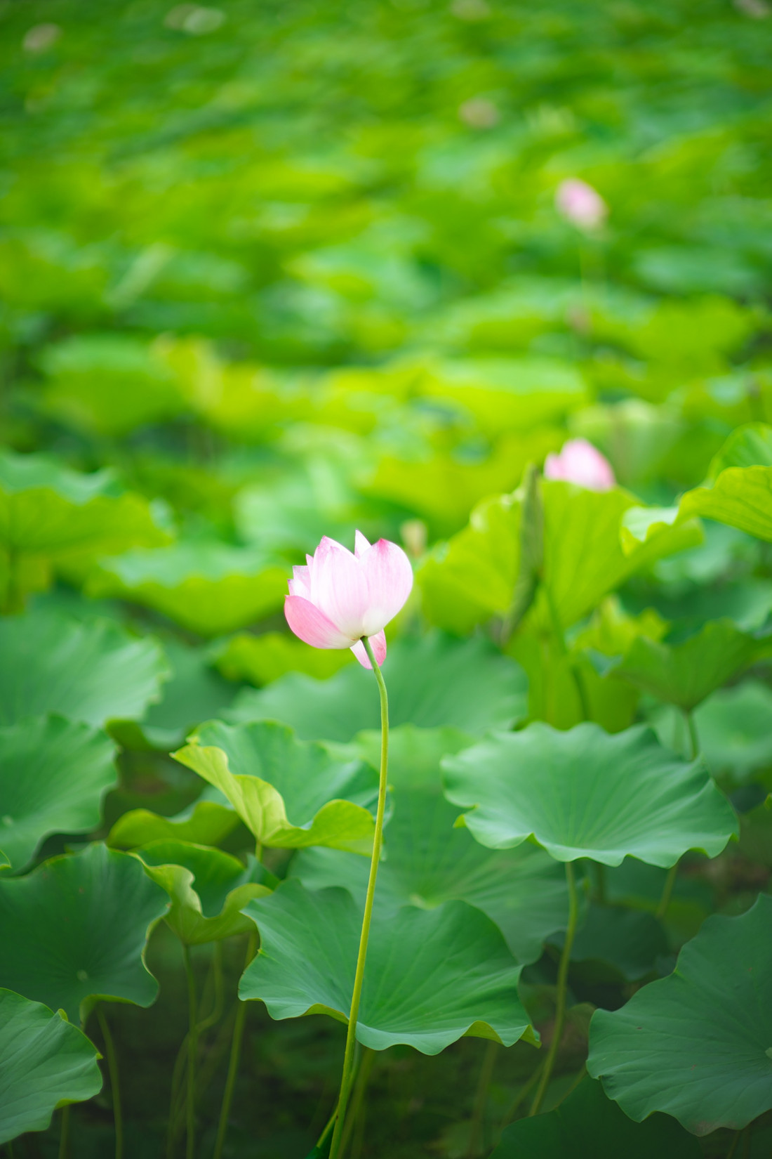 부여 궁남지 Photo-Image