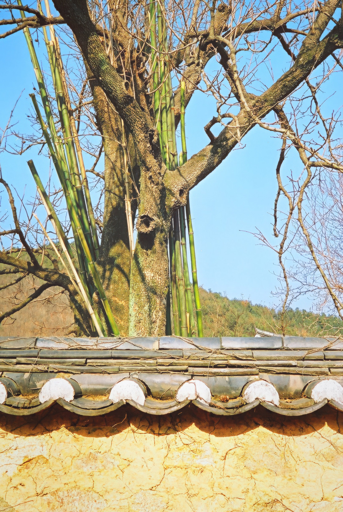 남평문씨 본리세거지,마비정-대구,화원 Photo-Image