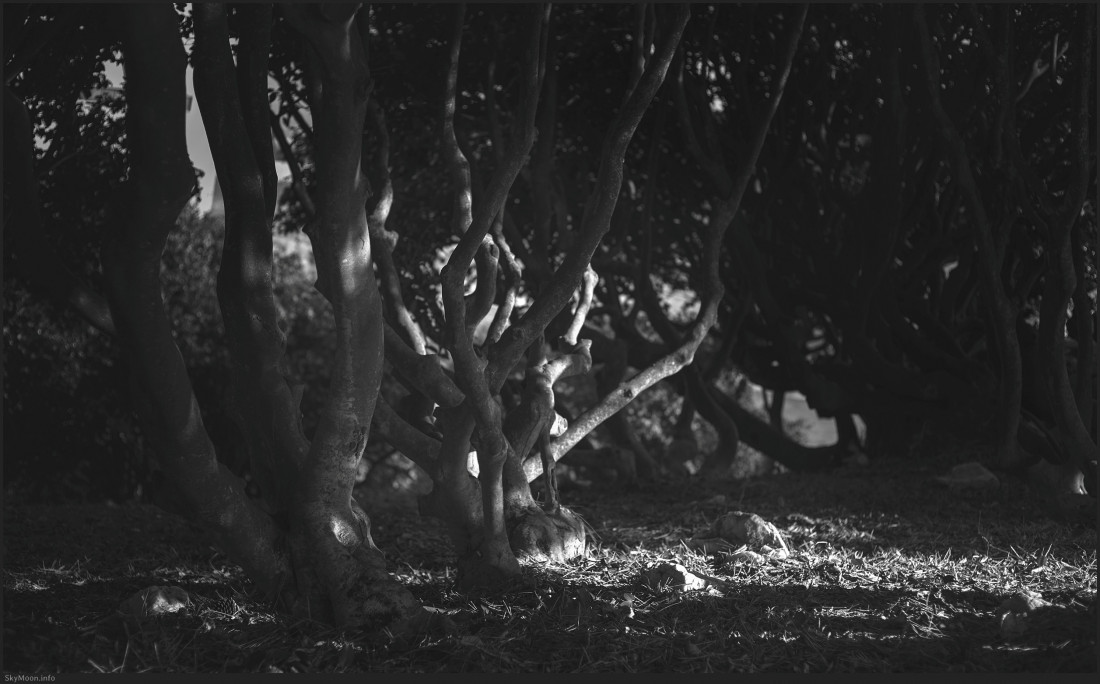 서천 마량리 동백나무 숲 Photo-Image