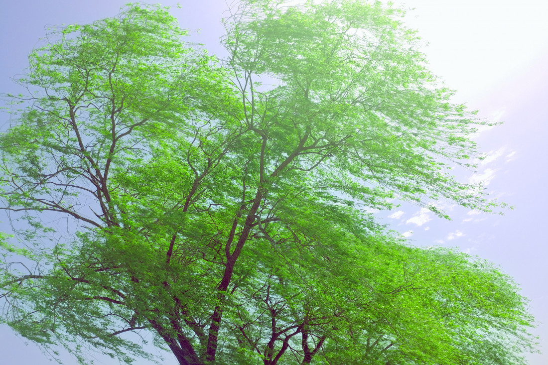 바람과 나무-부여 Photo-Image