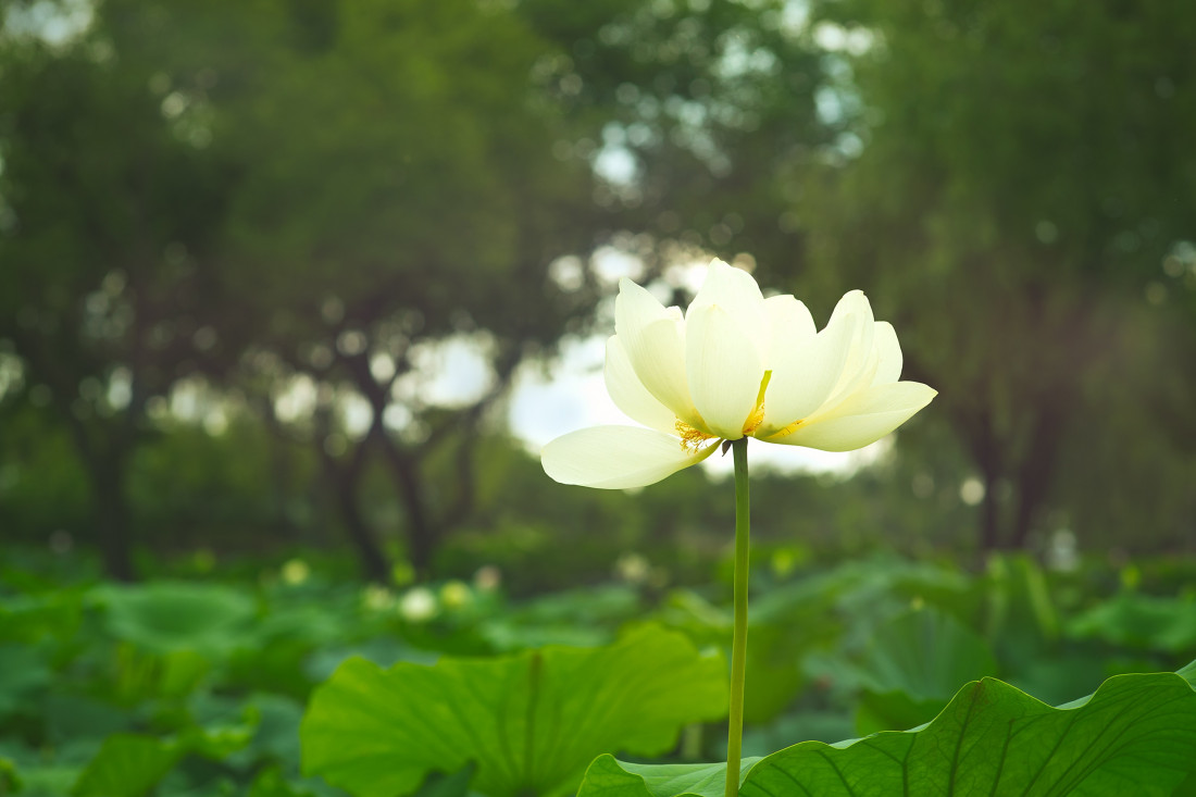 부여 궁남지 Photo-Image