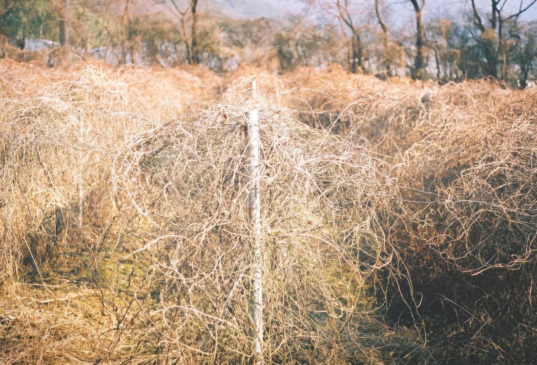 남평문씨 본리세거지,마비정-대구,화원 Photo-Image