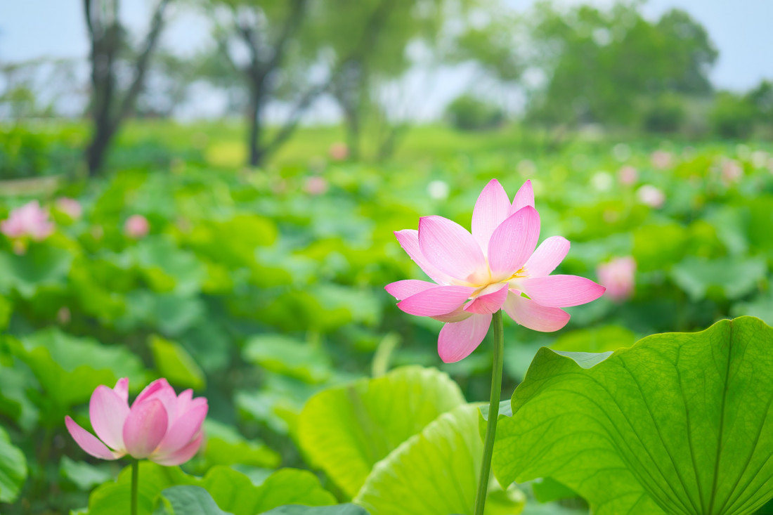 부여 궁남지 Photo-Image