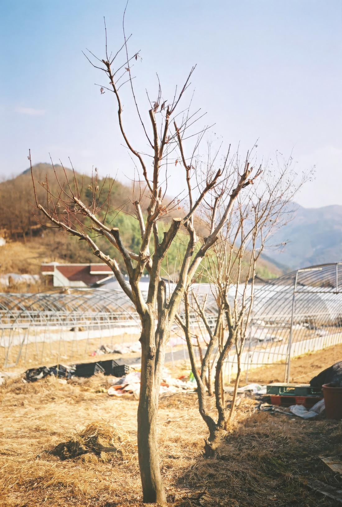 남평문씨 본리세거지,마비정-대구,화원 Photo-Image