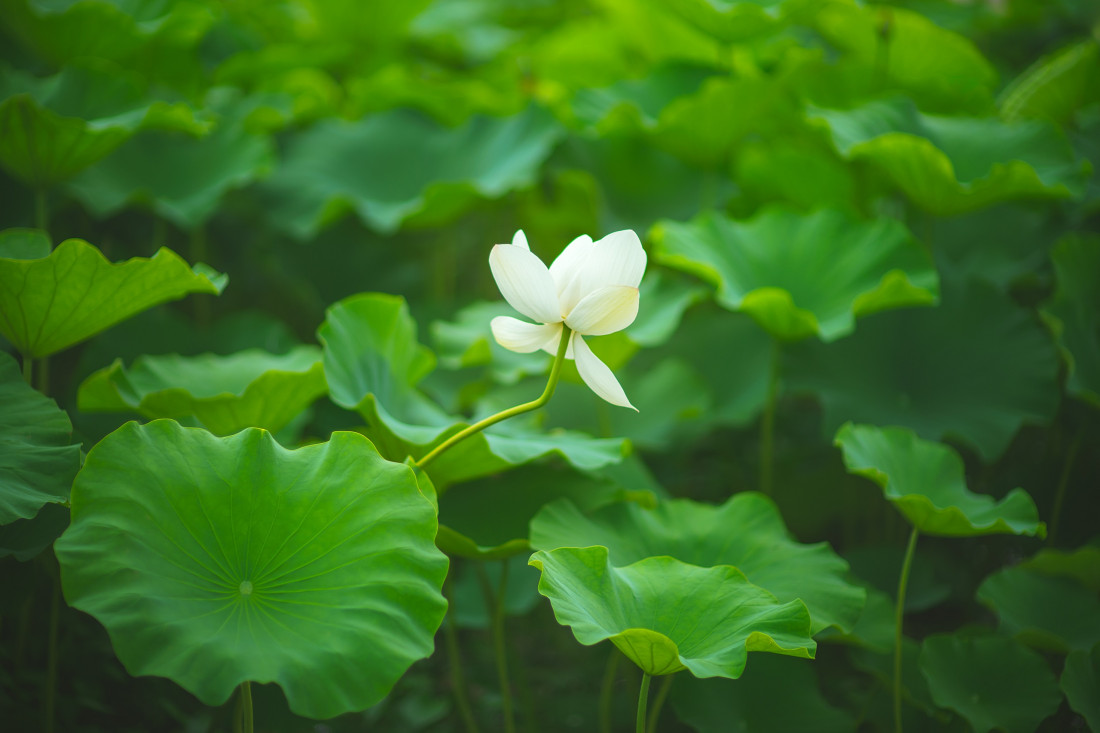 부여 궁남지 Photo-Image