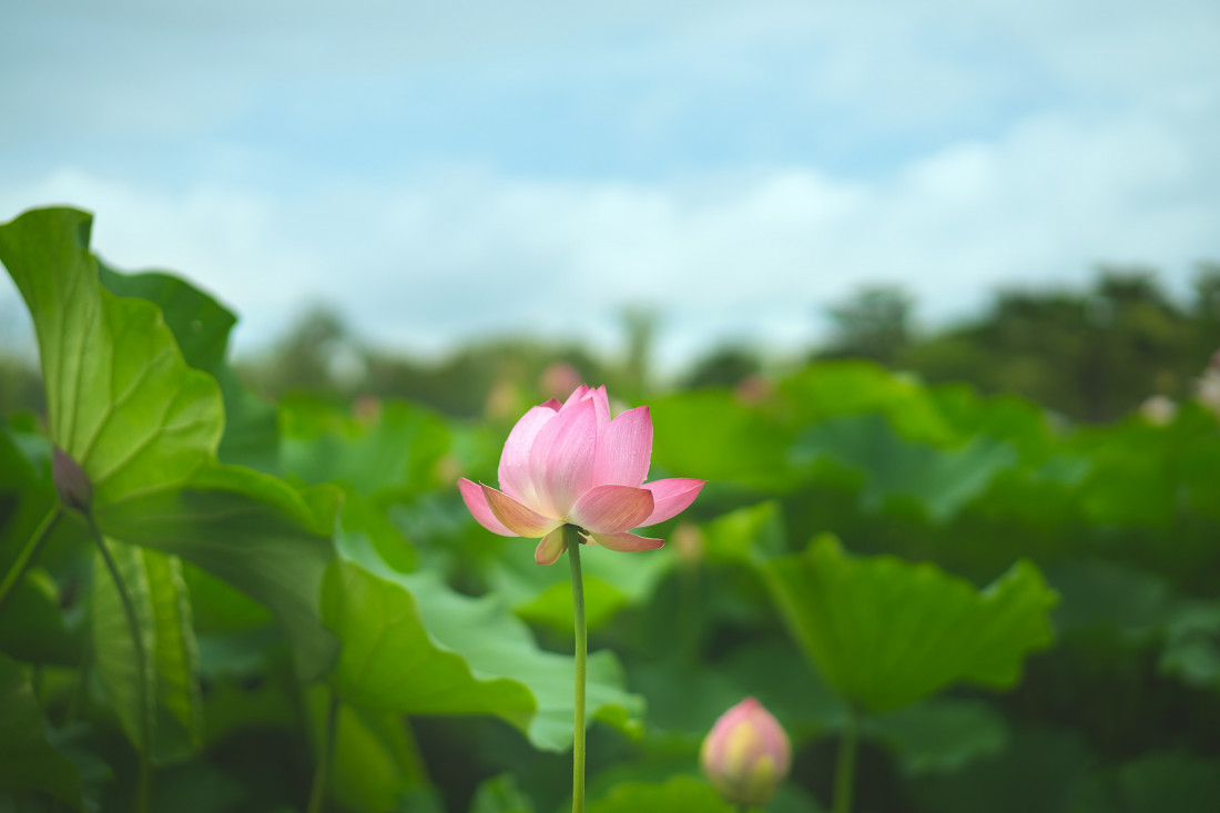 부여 궁남지 Photo-Image