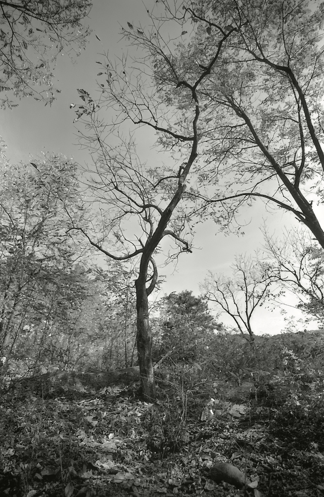 대구 화원 명곡 옆산 Photo-Image