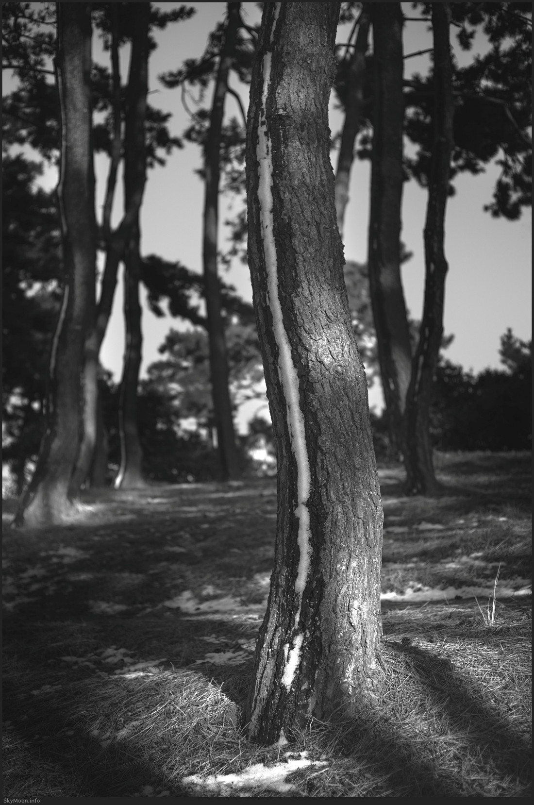 서천 마량리 동백나무 숲 Photo-Image