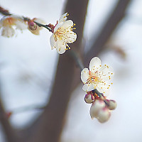 상춘 서한 (A letter to welcome spring, 賞春 書翰)