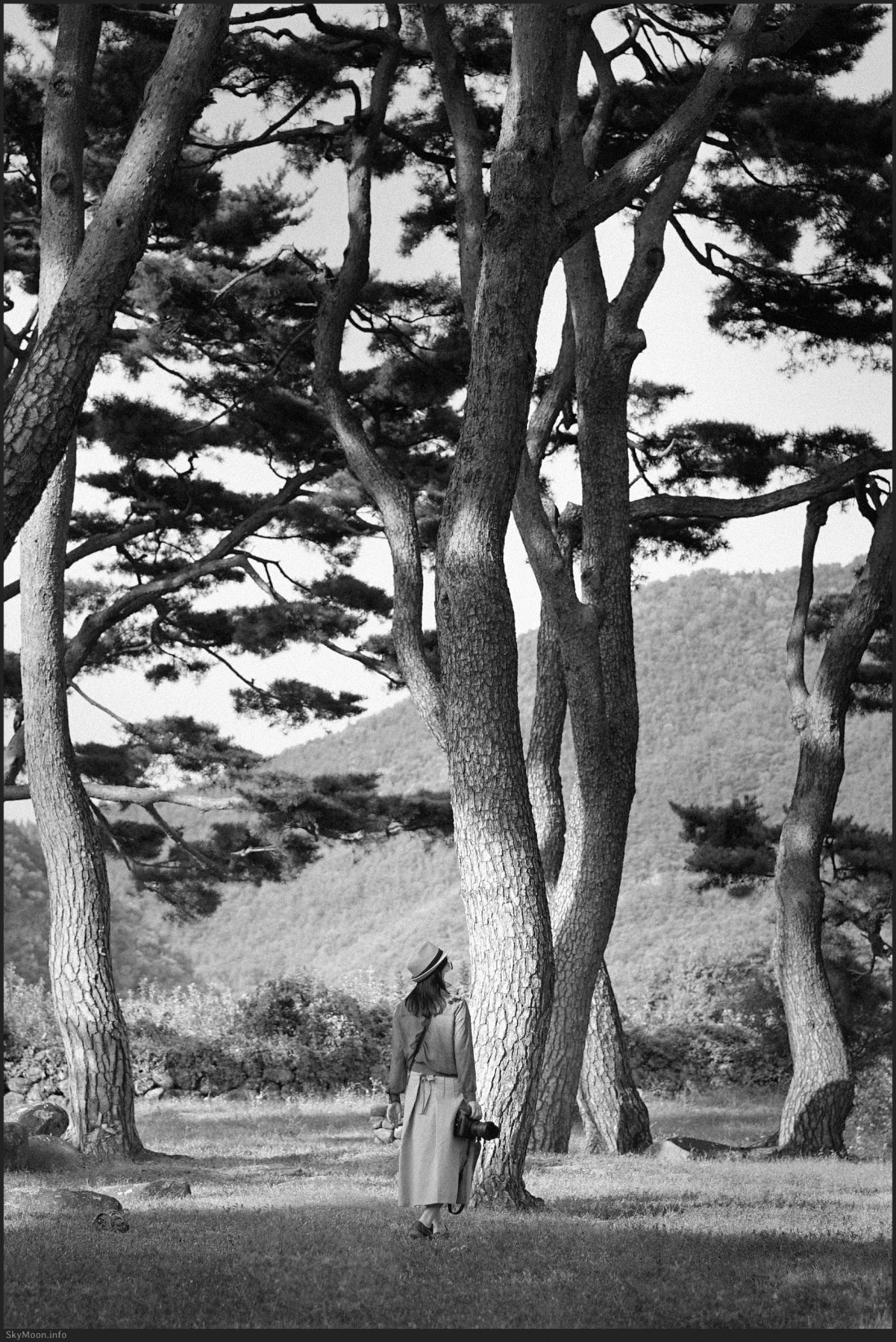 출사지) 군위 돌담마을 (한밤마을,대율리) 소나무 숲 Photo-Image