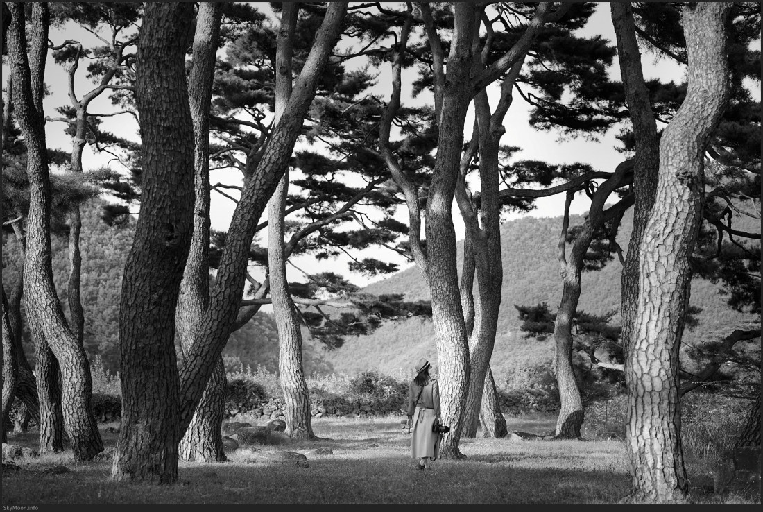 출사지) 군위 돌담마을 (한밤마을,대율리) 소나무 숲 Photo-Image