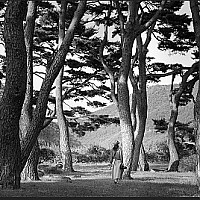 출사지) 군위 돌담마을 (한밤마을, 대율리) 소나무 숲