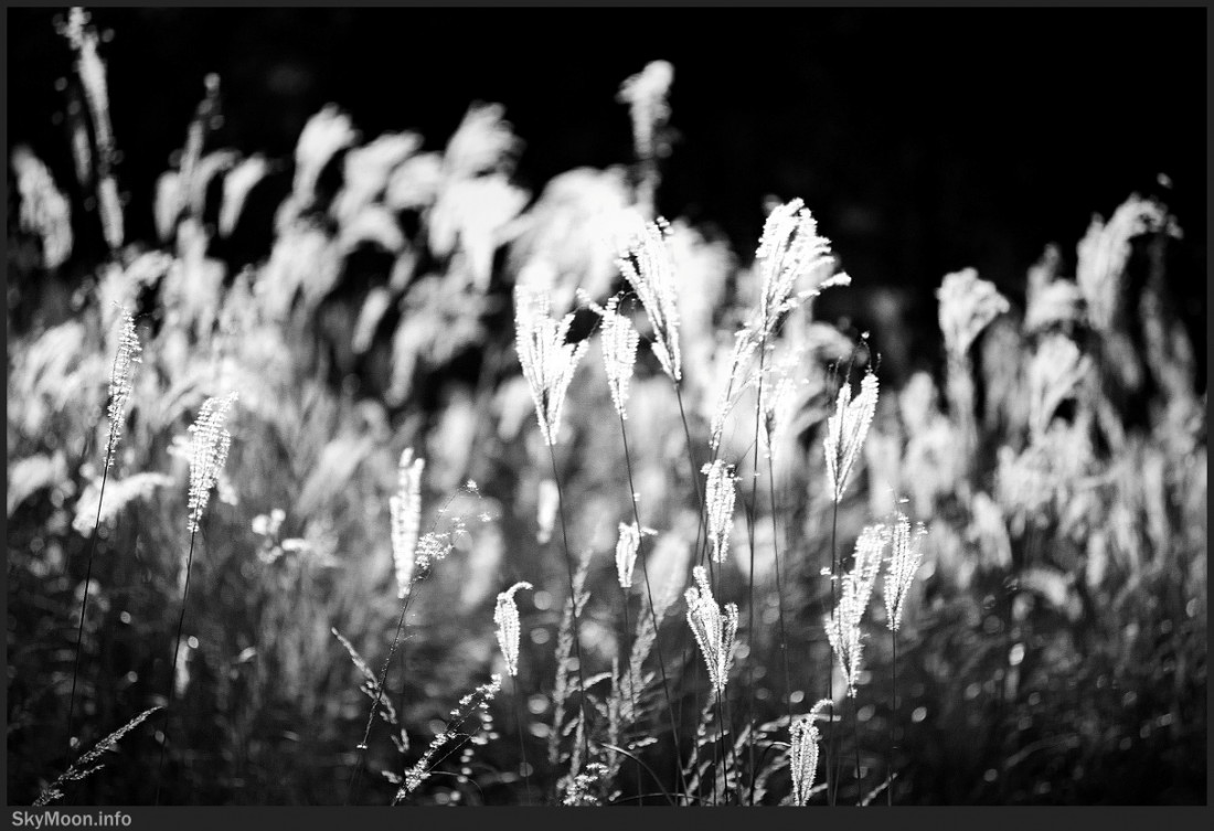 [Joan Baez] Diamonds and Rust Photo-Image