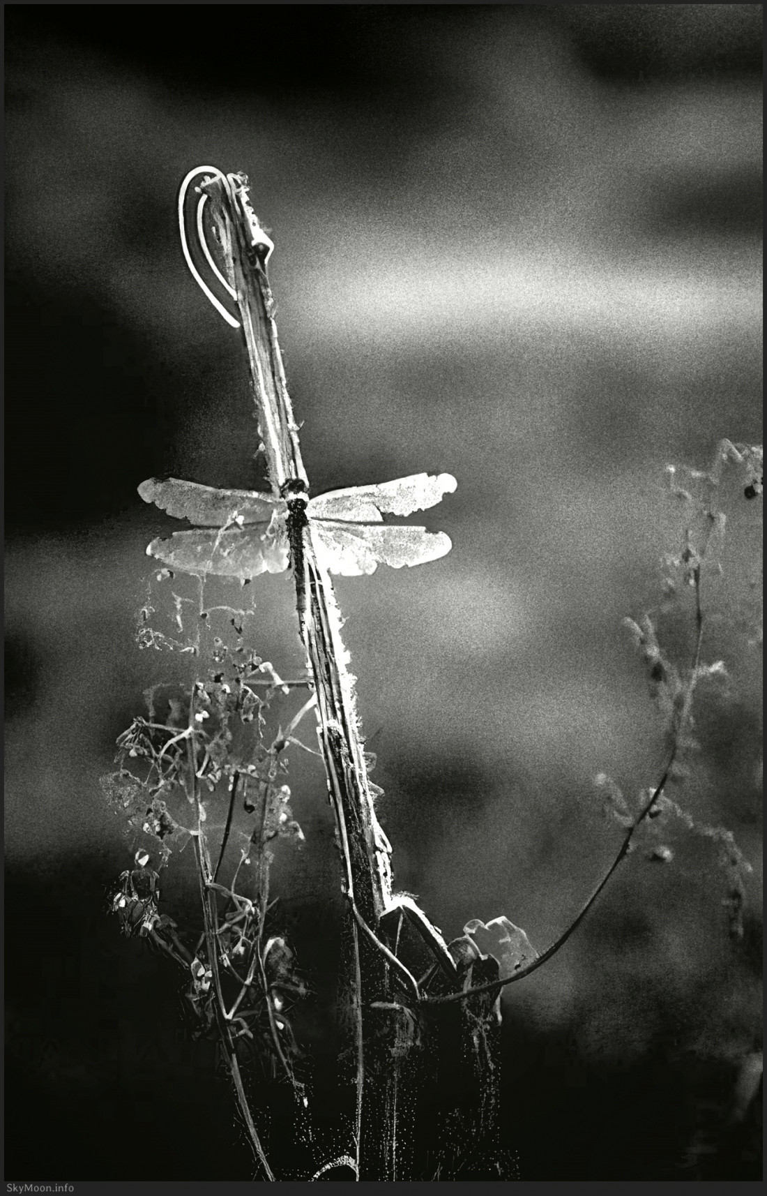 [이상은(Lee Tzsche)] A Prayer (어느 기도) Photo-Image